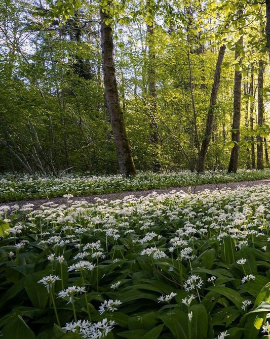 The abundance of wild edible plants in spring